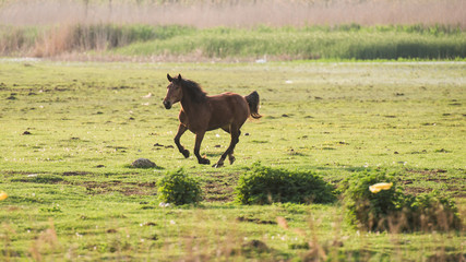 horse in field