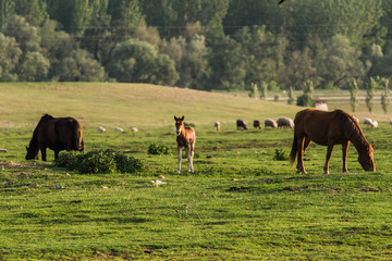 horses grazing in a meadow