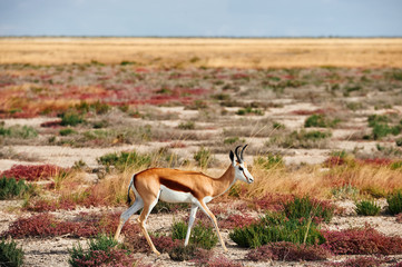 Springbok (Antidorcas marsupialis).