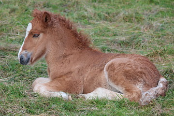 foal in field