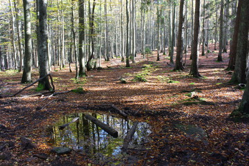 Obraz premium bayerischer wald