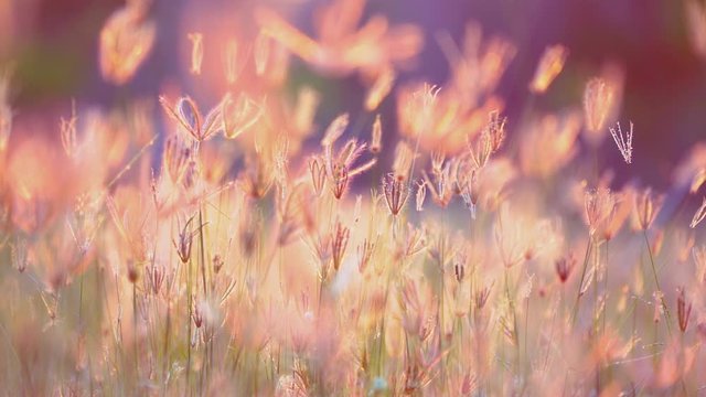 Slow motion wind blowing grass on grassland and beautiful sunset. It pasture landscape is beauty and refresh.