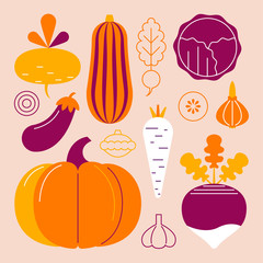  Set of autumn vegetables. Pumpkin, turnip, parsnip, eggplant, onion, zucchini, radish, cabbage, squash, garlic. Flat vector illustration