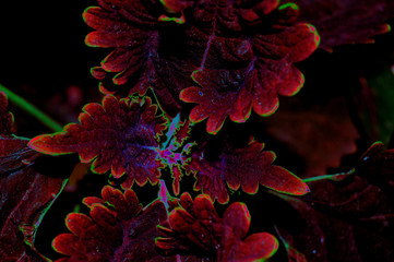 Natural and fantasy shrubs of leaves, Algeria