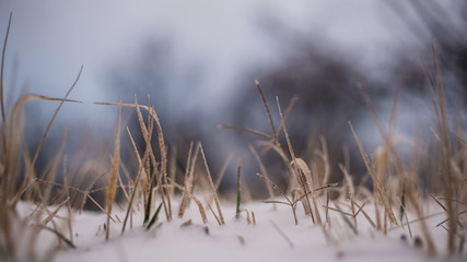grass in winter