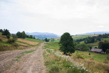 Obraz premium Carpathian landscapes. Forests and mountains of the Carpathians.