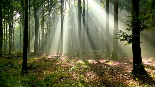 Beautiful morning in the forest