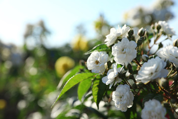 Green bush with beautiful roses in blooming garden on sunny day