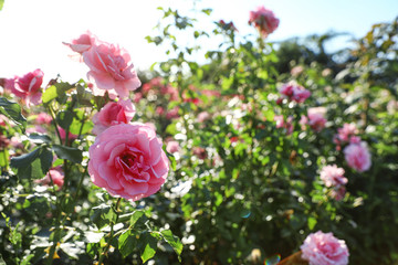 Green bush with beautiful roses in blooming garden on sunny day
