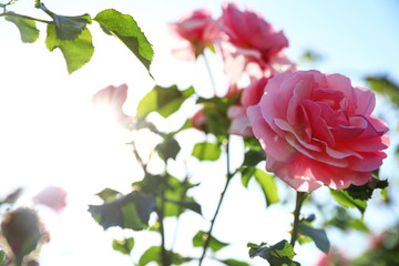 Green bush with beautiful roses in blooming garden on sunny day