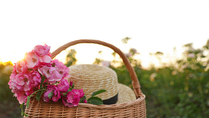 Fototapeta na wymiar Wicker basket with straw hat and roses outdoors. Gardening