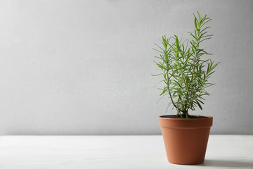 Pot with green rosemary bush on white wooden table against grey background. Space for text