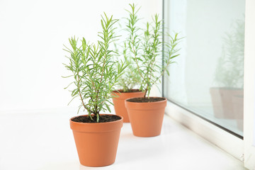 Potted green rosemary bushes on window sill