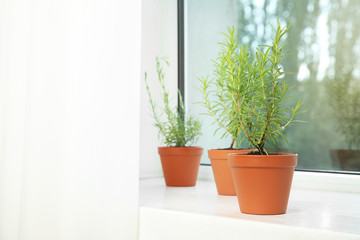 Potted green rosemary bushes on window sill. Space for text