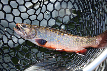 Obraz premium Male brook trout in a landing net