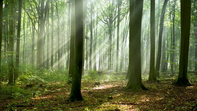 Beautiful morning in the forest