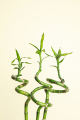 Tropical bamboo stems with lush leaves on beige background. Stylish interior element