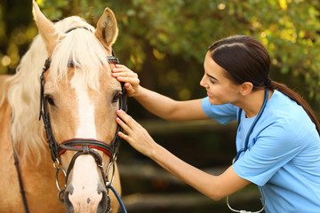 Young veterinarian examining palomino horse outdoors on sunny day
