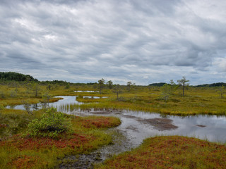 landscape with bog, bog pines, swamp lake  and moss