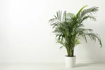 Zelfklevend Fotobehang Tropische plant met weelderige bladeren op de vloer in de buurt van witte muur. Ruimte voor tekst © New Africa