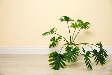Tropical plant with lush leaves on floor near light yellow wall. Space for text