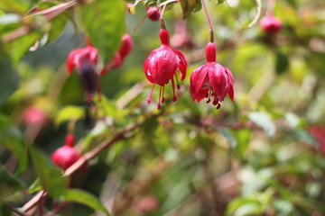red berries of viburnum on a branch
