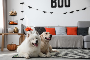 Cute dogs in room decorated for Halloween