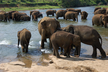 Elephants washing in Pinnawala, Sri Lanka