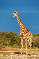 Giraffe, Giraffa camelopardalis in the savannah of Namibia.