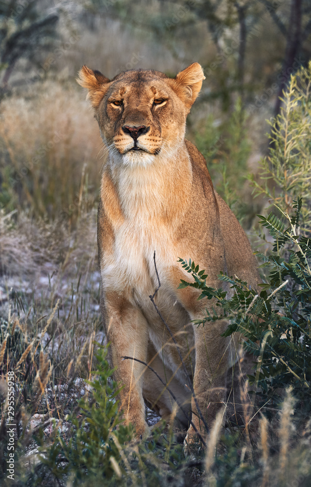 Poster lioness, panthera leo, sitting in the grass.