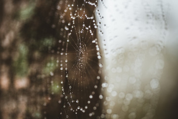 spider web with water drops of dew