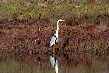 A Cocoi Heron (Garza Cuca) Latin Name  Ardea Cocoi on a Wetland. Tongoy. Chile