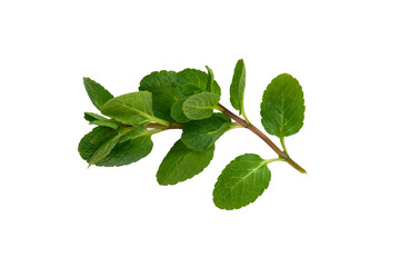 a branch of mint on a white background