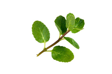 a branch of mint on a white background