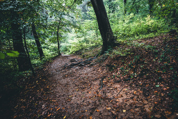 path in the forest