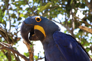 Arara Azul