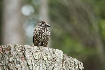 Europäischer Tannenhäher (Nucifraga caryocatactes caryocatactes), sitzt auf einem Baumstumpf