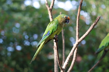 Papagaio