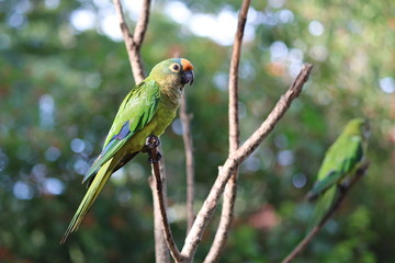 Papagaio