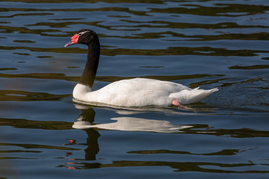 Black-Necked Swan. (Cisne de Cuello Negro). Latin Name: Cygnus Melancoryphus. R. Valparaiso. Chile