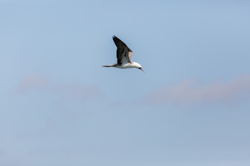 Flying Peruvian Booby (Piquero Común) Latin Name Sula Variegata. Tongoy Chile