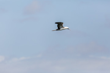 Flying Peruvian Booby (Piquero Común) Latin Name Sula Variegata. Tongoy Chile