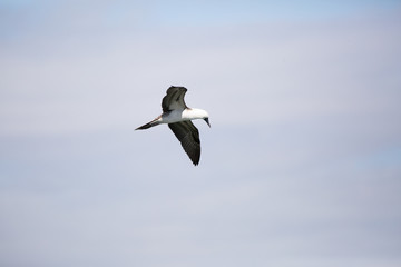 Flying Peruvian Booby (Piquero Común) Latin Name Sula Variegata. Tongoy Chile