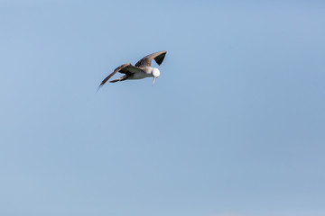 Flying Peruvian Booby (Piquero Común) Latin Name Sula Variegata. Tongoy Chile