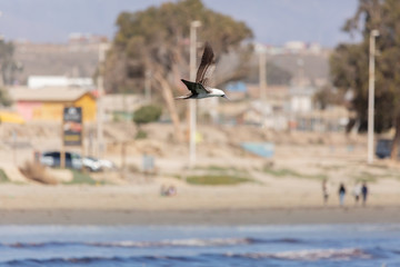 Flying Peruvian Booby (Piquero Común) Latin Name Sula Variegata. Tongoy Chile