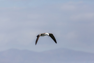 Flying Peruvian Booby (Piquero Común) Latin Name Sula Variegata. Tongoy Chile