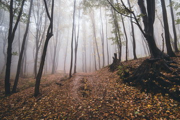 Obraz premium fog in the forest