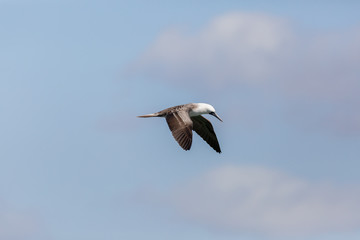 Flying Peruvian Booby (Piquero Común) Latin Name Sula Variegata. Tongoy Chile