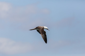 Flying Peruvian Booby (Piquero Común) Latin Name Sula Variegata. Tongoy Chile