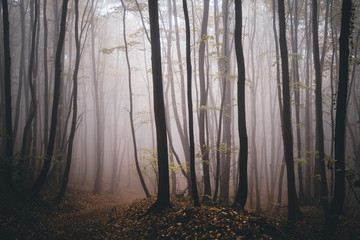 Obraz premium forest in fog